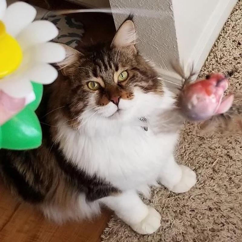 Supreme CatToy™ | Ontketen vreugdevolle momenten met je katachtige vriend!