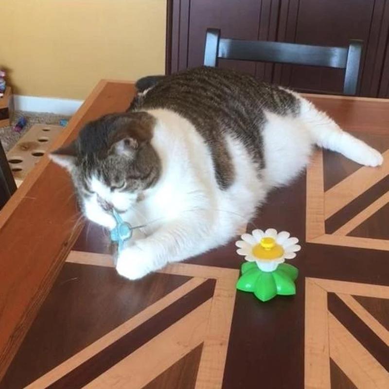 Supreme CatToy™ | Ontketen vreugdevolle momenten met je katachtige vriend!