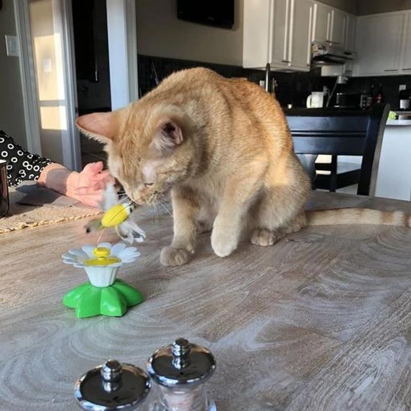 Supreme CatToy™ | Ontketen vreugdevolle momenten met je katachtige vriend!