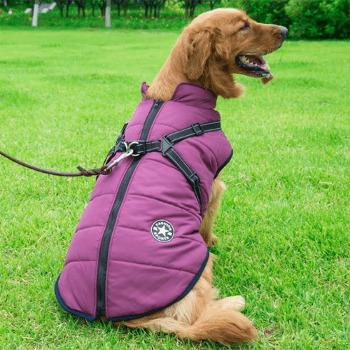 Supreme HondenJas™ | houdt je hond warm , droog en veilig
