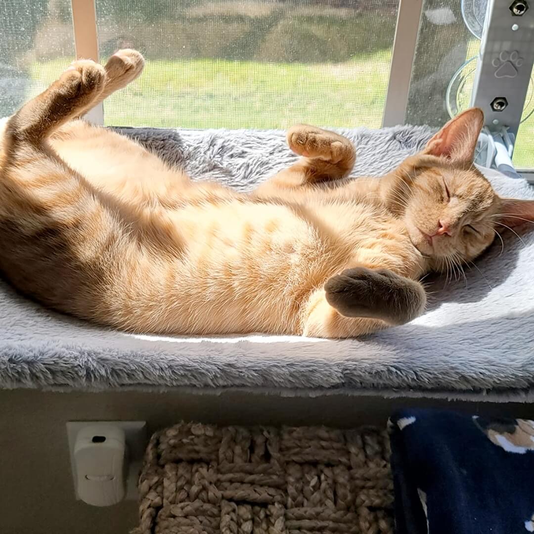 Supreme KattenHangmat™  | De ultieme kattenhangmat voor uw kat in huis!