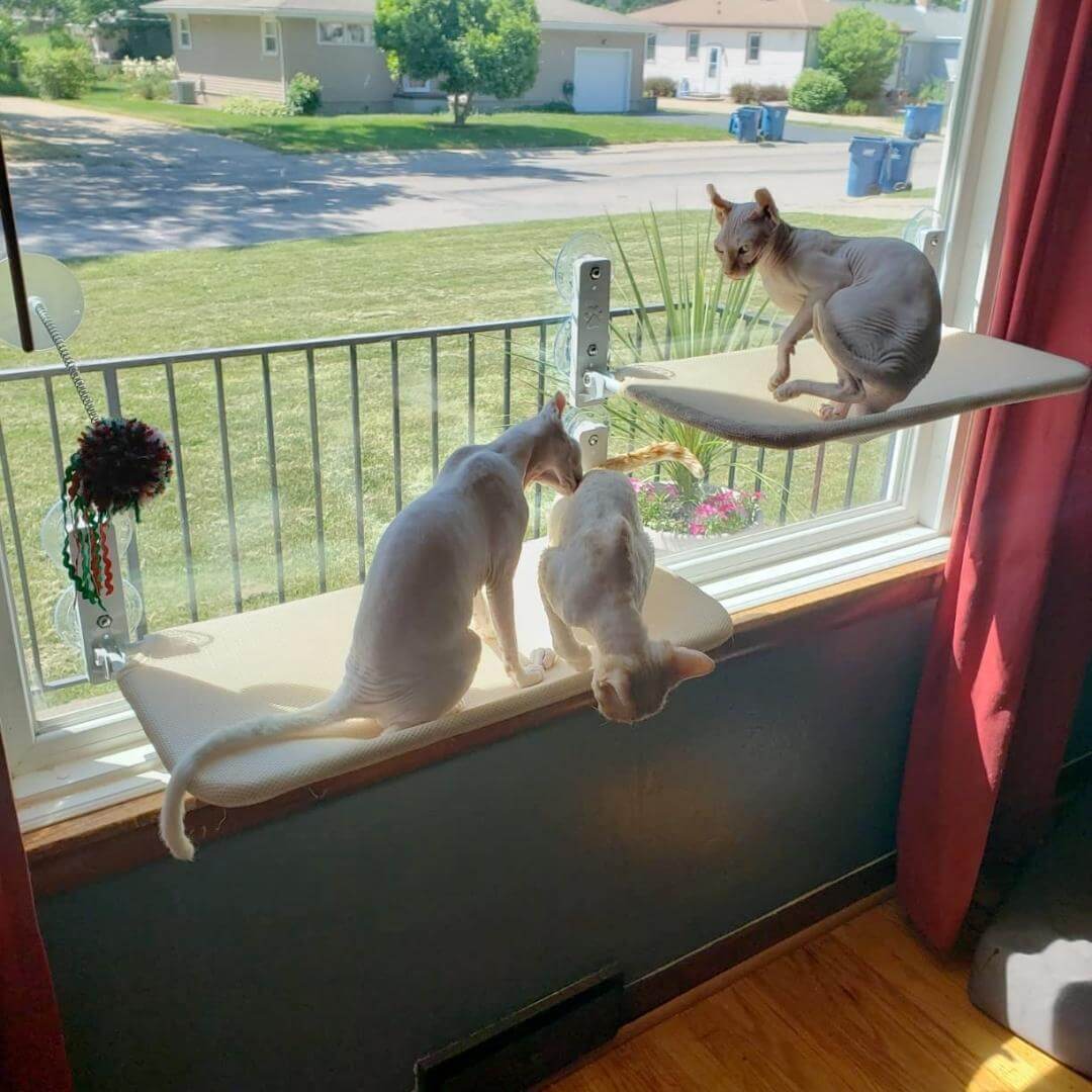 Supreme KattenHangmat™  | De ultieme kattenhangmat voor uw kat in huis!