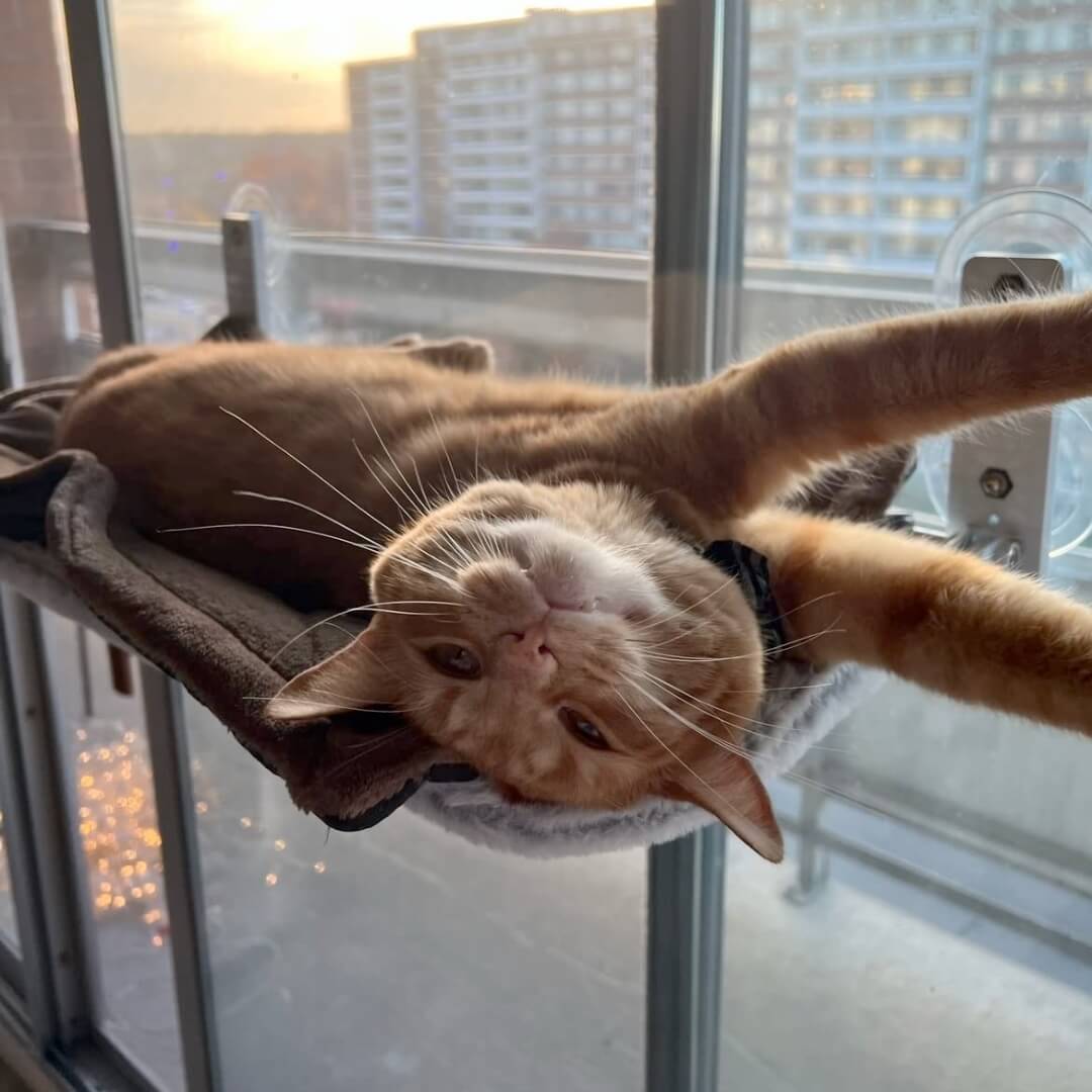 Supreme KattenHangmat™  | De ultieme kattenhangmat voor uw kat in huis!