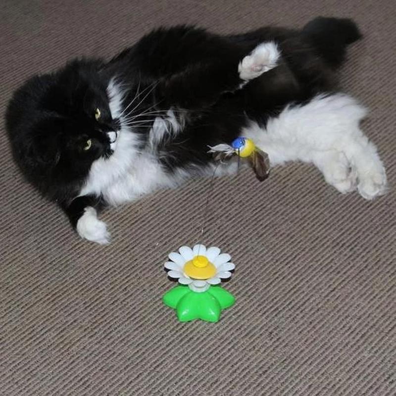 Supreme CatToy™ | Ontketen vreugdevolle momenten met je katachtige vriend!
