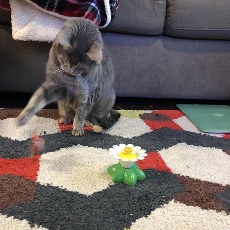 Supreme CatToy™ | Ontketen vreugdevolle momenten met je katachtige vriend!
