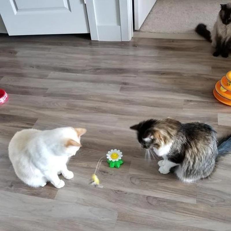 Supreme CatToy™ | Ontketen vreugdevolle momenten met je katachtige vriend!