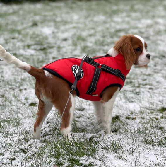Supreme HondenJas™ | houdt je hond warm , droog en veilig